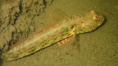 Cryptocentroides arabicus