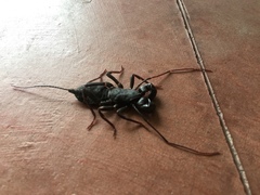 Mastigoproctus colombianus