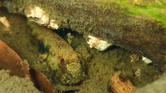 Cryptocentroides arabicus