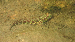Cryptocentroides arabicus