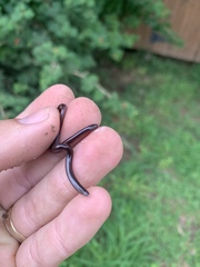 Indotyphlops braminus