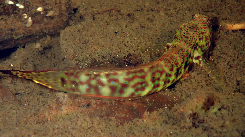 Arabian shrimpgoby (Cryptocentroides arabicus) — Gobiidae