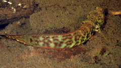 Cryptocentroides arabicus