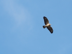 Buteo buteo