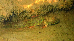 Cryptocentroides arabicus