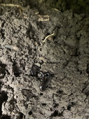 Indotyphlops braminus