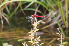 Crocothemis servilia mariannae