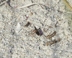 Apiomerus floridensis