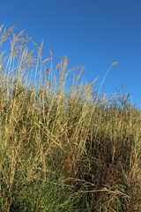 Calamagrostis pseudophragmites