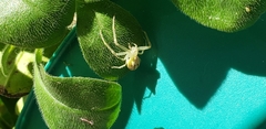 Thomisidae