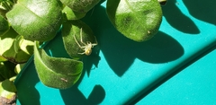 Thomisidae