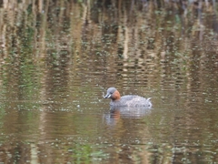 Tachybaptus ruficollis