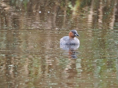 Tachybaptus ruficollis
