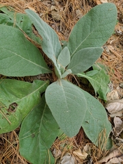 Verbascum thapsus
