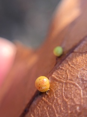 Zopheroteras