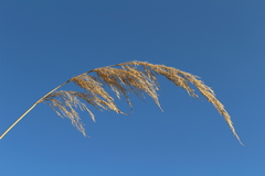 Calamagrostis pseudophragmites