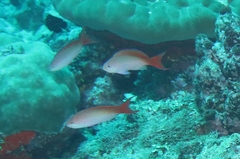 Pseudanthias cooperi