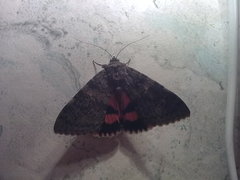 Catocala nupta