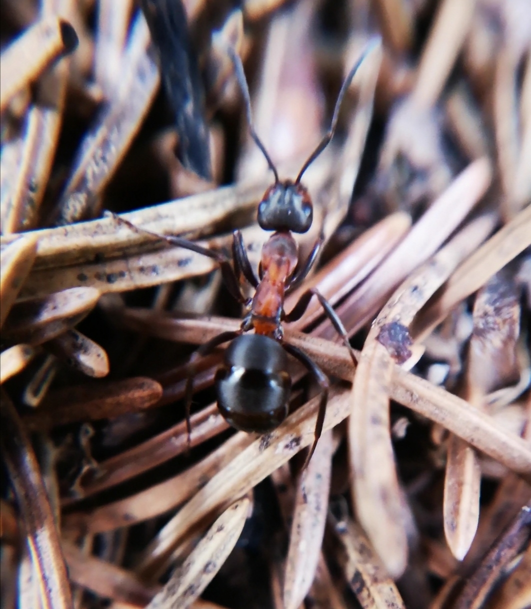 Formica rufa