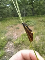Libelloides hispanicus