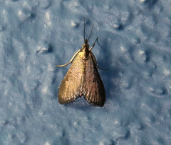 Pyrausta demantrialis