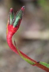 Anigozanthos manglesii