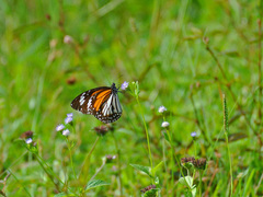Danaus melanippus hegesippus
