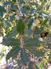 Quercus canariensis