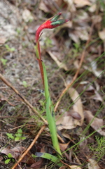 Anigozanthos manglesii