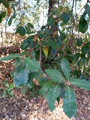 Quercus canariensis
