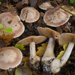 Cortinarius chevassutii - Photo (c) Marco Floriani, some rights reserved (CC BY-NC), uploaded by Marco Floriani