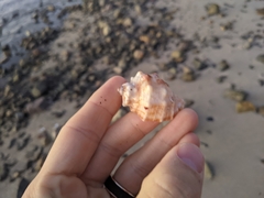 Neorapana tuberculata