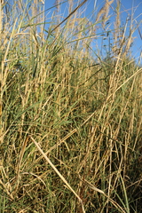 Calamagrostis pseudophragmites