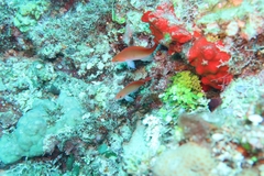 Pseudanthias cooperi
