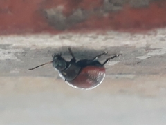 Chrysolina diluta