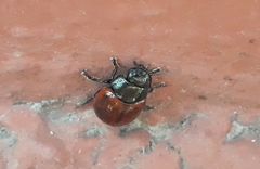 Chrysolina diluta