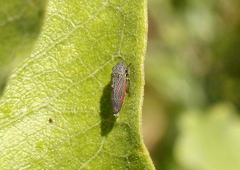 Cuerna striata