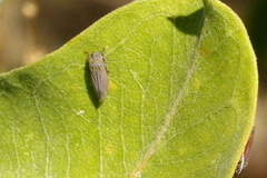 Cuerna striata