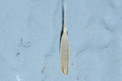 Coleophora manitoba