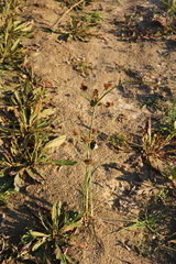 Cyperus glomeratus