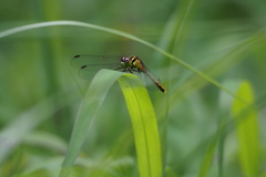 Sympetrum parvulum