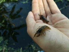 Cambarellus montezumae