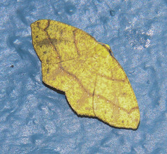 Periclina syctaria