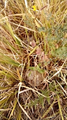 Canis lupus italicus