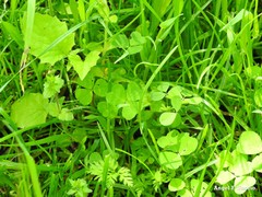 Medicago arabica