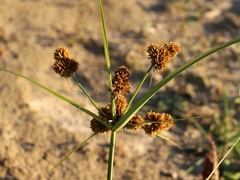 Cyperus glomeratus