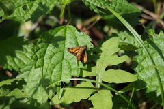 Ochlodes ochracea