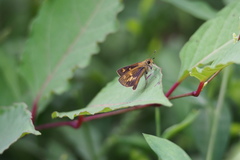 Ochlodes ochracea