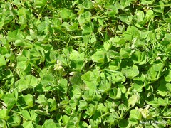 Trifolium subterraneum