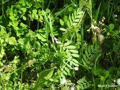 Medicago arabica